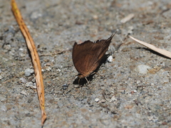 Marpesia furcula