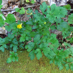 Ranunculus fascicularis