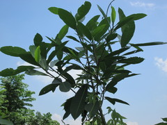 Ficus maxima