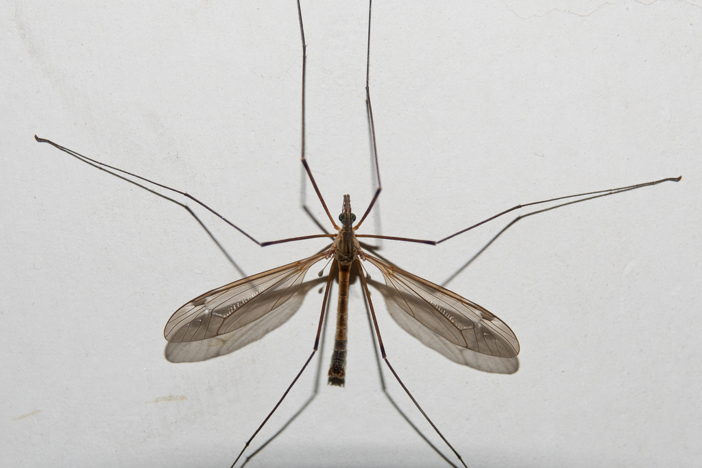 Tipula latemarginata from 中国甘肃省兰州市榆中县 on April 29, 2024 at 04:30 PM by ...