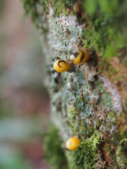 Apodanthes caseariae