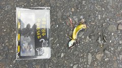 Sphenomorphus taiwanensis