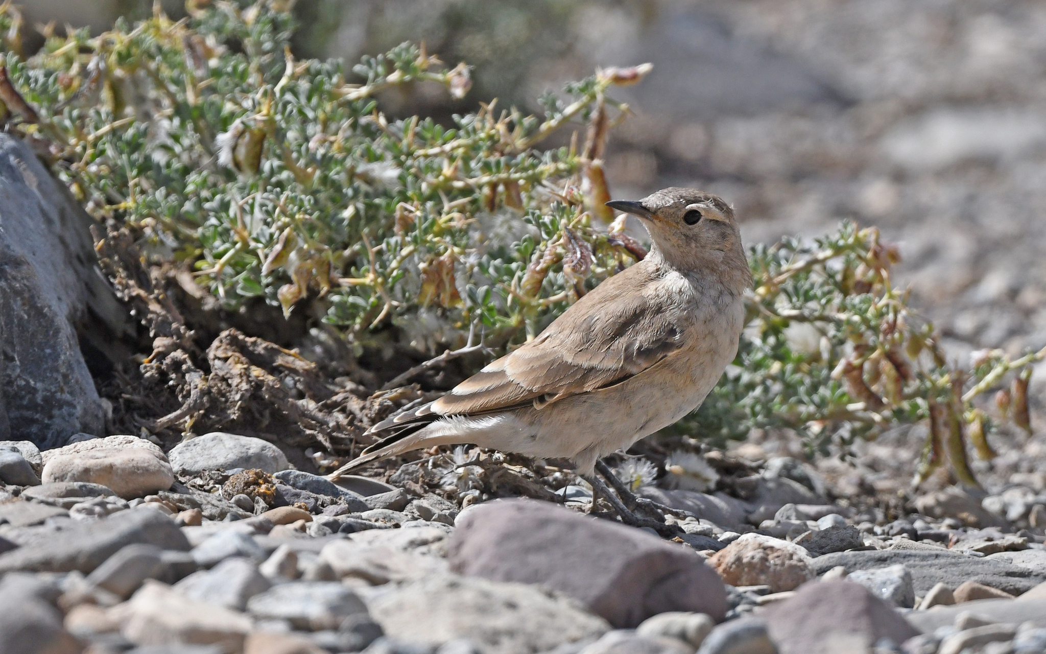 Creamy-rumped Miner (Geositta isabellina), photo 7