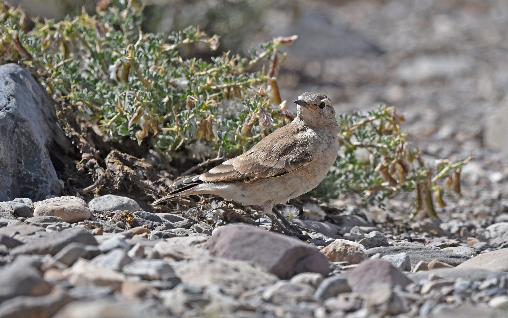 Creamy-rumped Miner (Geositta isabellina), photo 2