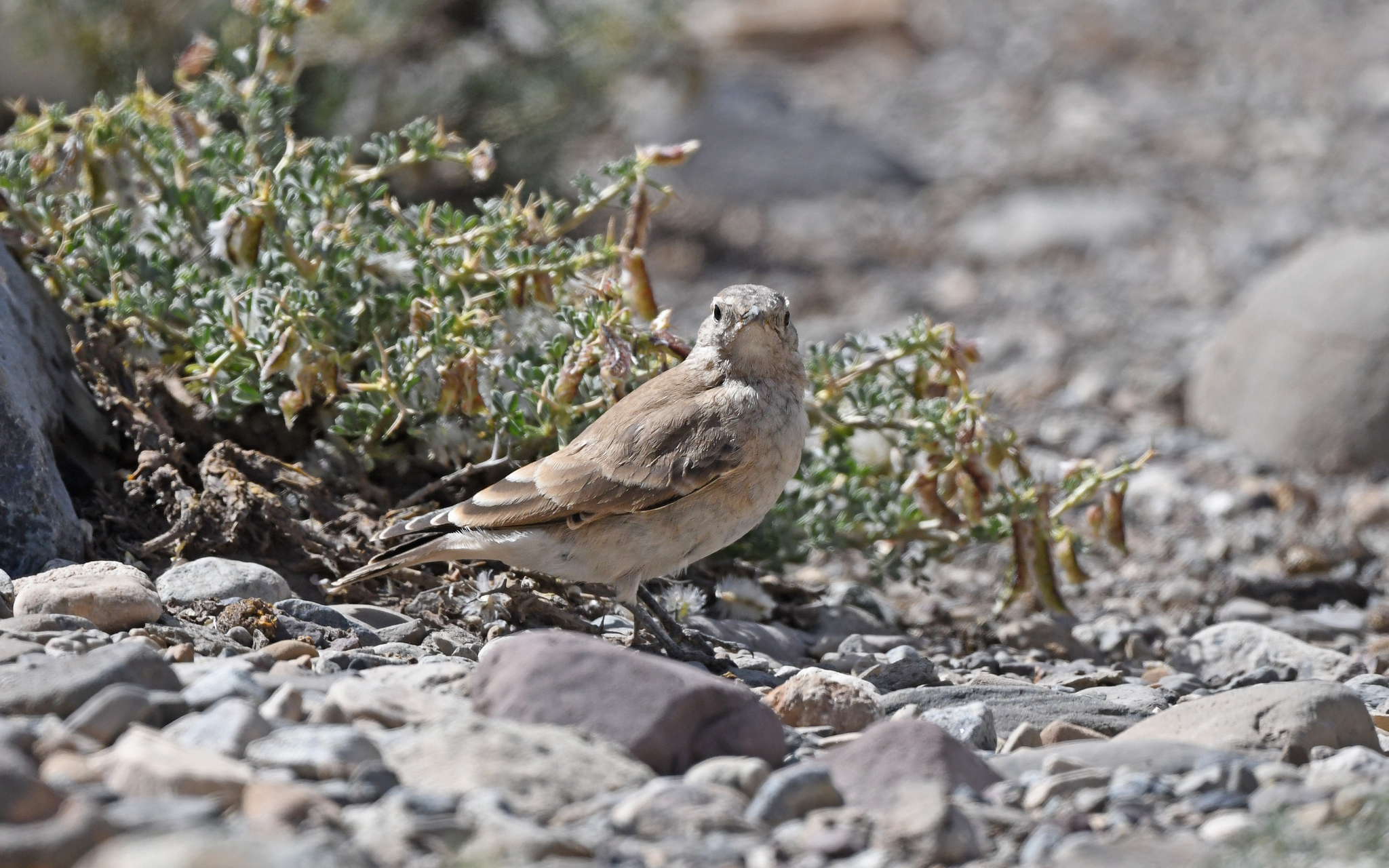 Creamy-rumped Miner (Geositta isabellina), photo 8