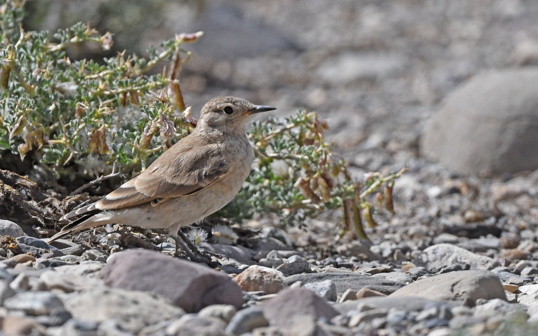 Creamy-rumped Miner (Geositta isabellina), photo 9