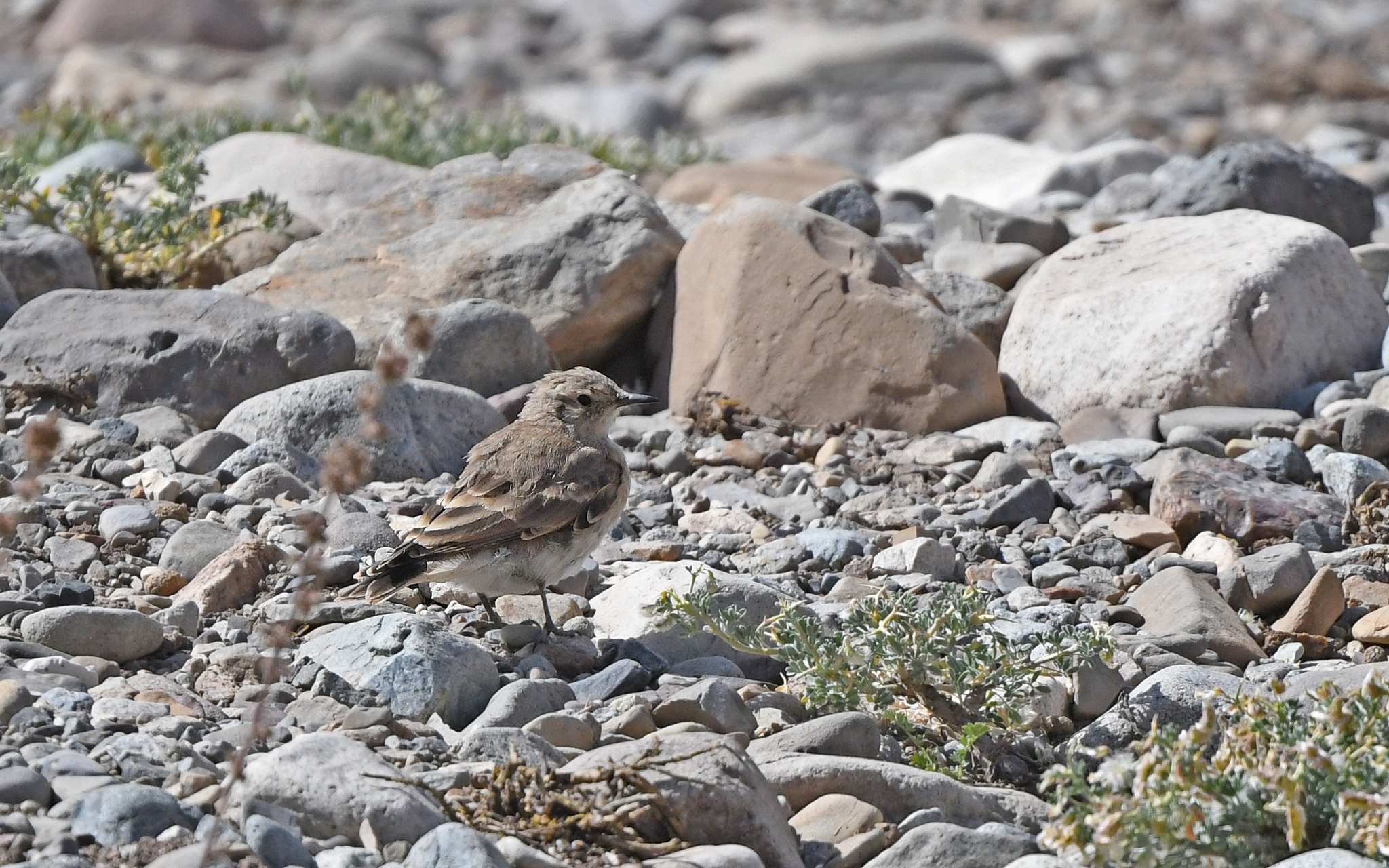 Creamy-rumped Miner (Geositta isabellina), photo 1