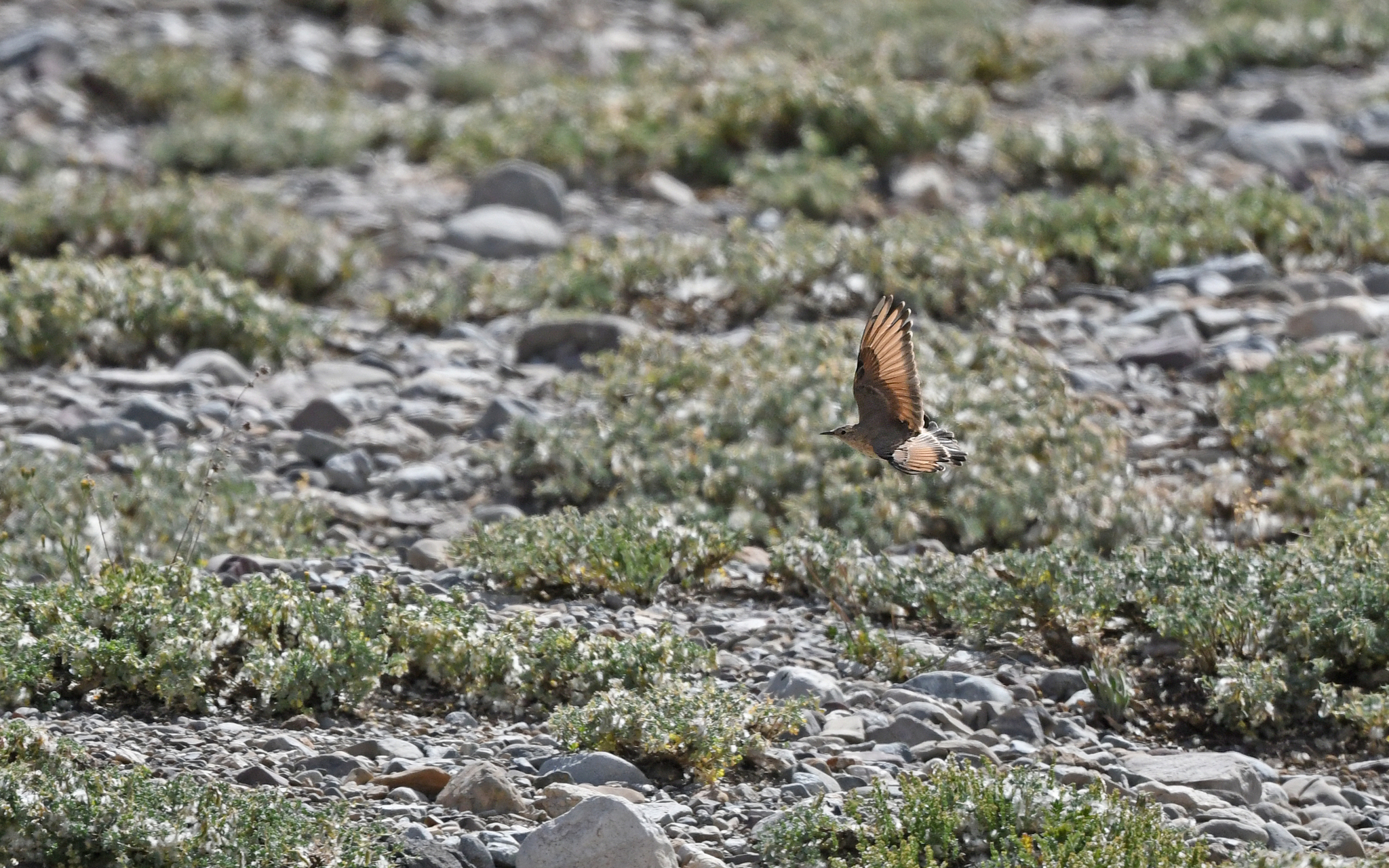 Creamy-rumped Miner (Geositta isabellina), photo 10