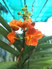 Vanda