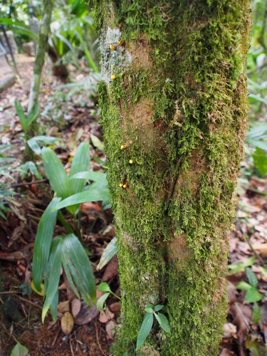 Image of Apodanthes caseariae by (c) Lena Struwe, some rights reserved (CC BY-SA)
