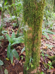 Apodanthes caseariae