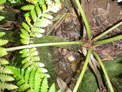 Cyathea lunulata