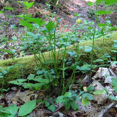 Ranunculus fascicularis