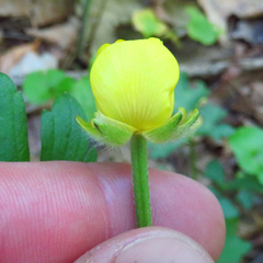 Ranunculus fascicularis