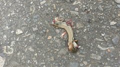 Sphenomorphus taiwanensis