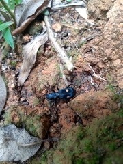 Pseudoxycheila bipustulata