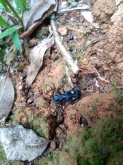 Pseudoxycheila bipustulata