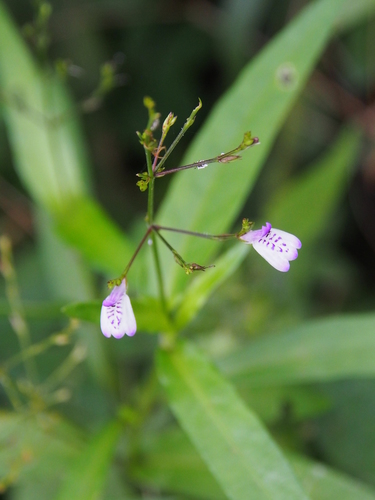 Image of Justicia comata by (c) Lena Struwe, some rights reserved (CC BY-SA)