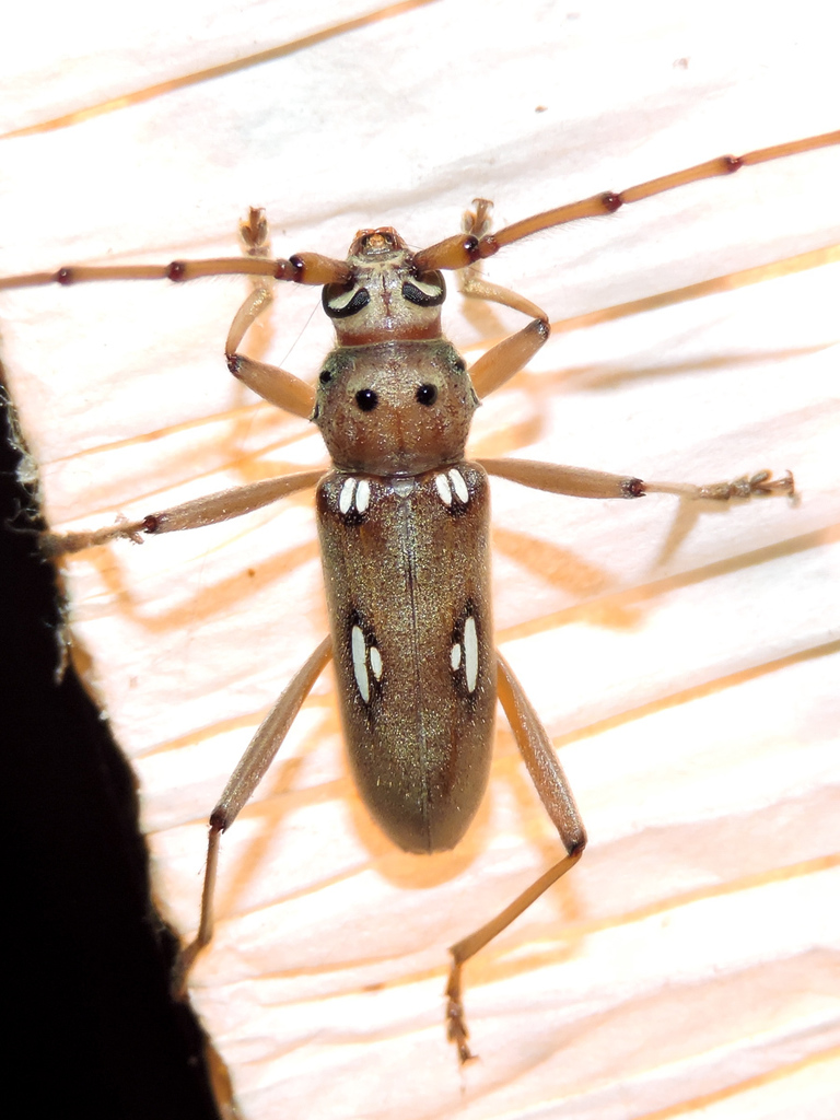 Coeleburia laticollis
