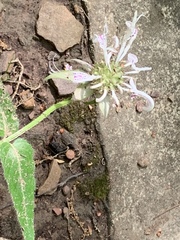 Monarda russeliana
