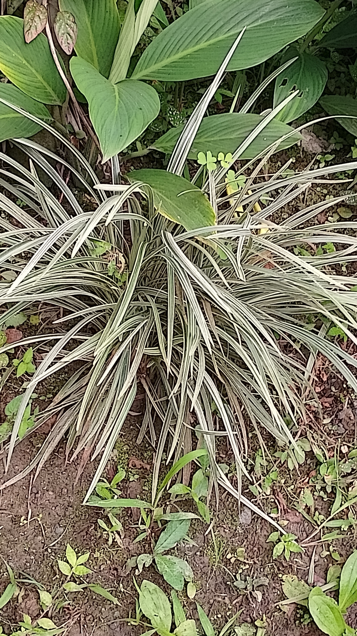Imagem de Lírio-do-amazonas