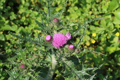 Cirsium japonicum australe