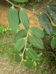 Cavendishia pubescens