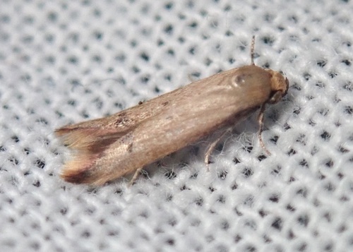 Tachystola hemisema photo 4
