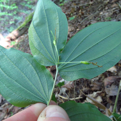 Prosartes lanuginosa