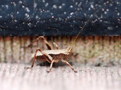 Paratlanticus ussuriensis