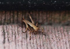 Paratlanticus ussuriensis