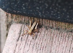 Paratlanticus ussuriensis