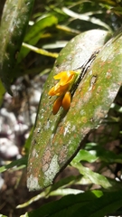 Acianthera casapensis