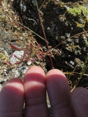 Epilobium minutum