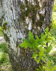 Quercus sinuata sinuata