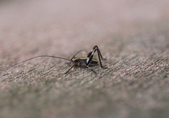 Paratlanticus ussuriensis