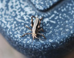 Paratlanticus ussuriensis