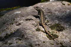 Sceloporus anahuacus