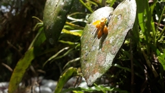 Acianthera casapensis