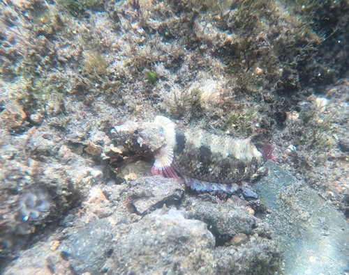 Mexican blenny (Paraclinus mexicanus) — Labrisomidae — 5