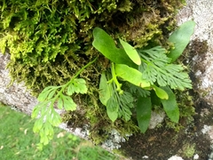 Asplenium theciferum