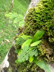 Asplenium theciferum