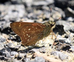 Pithauria marsena