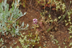 Castilleja densiflora gracilis