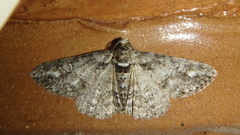Cleora sublunaria