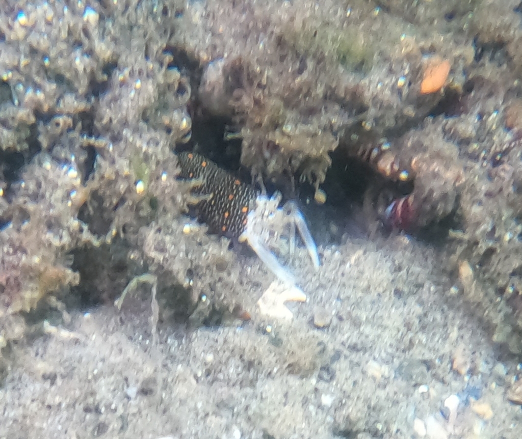 Cortez Barrel Shrimp