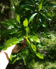 Quercus sinuata sinuata
