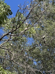 African teak (Afrafzelia)