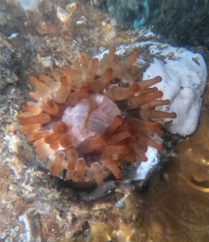 Telmatactis panamensis