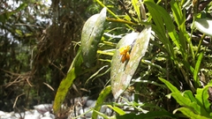 Acianthera casapensis